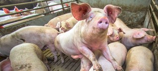 Schweinehaltung in Deutschland laut Gutachten gesetzeswidrig
