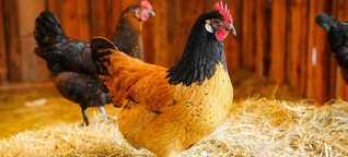 Vogelgrippe erreicht Festland: Tote Hühner im Kreis Segeberg