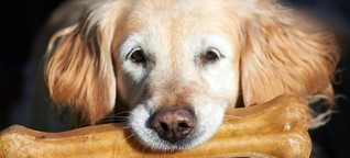Corona-Studie: Menschen können Hunde und Katzen anstecken