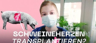 Schweine als Organspender / Wissenschaftsdoku - beta stories