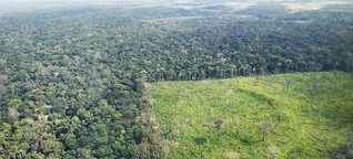 Illegale Abholzung und Waldbrände nehmen in Brasilien weiter zu