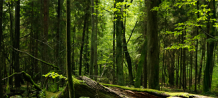 So retten wir Europas letzte Urwälder