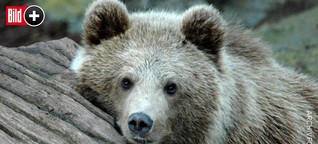 Zoo Kopenhagen: Drei Wölfe und Bären-Opa getötet - wegen Modernisierung