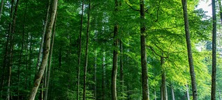 Unser Wald: Ein multimediales Webspecial - 3sat.de