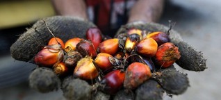 Palmöl aus Kolumbien - Die Schattenseiten eines Booms