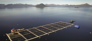 Lachszucht in Chile - Aquakultur mit Nebenwirkungen