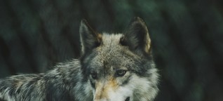 Hessens „Problemwölfe" - Wolfsmanagement: Parteien fordern Abschuss