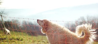 Herdenschutzhunde reißen Wildschwein: Schäfer äußert sich zu Angriff
