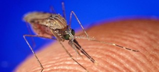 DLF: Historische DNA - Malaria-Erreger mit Kolonialgeschichte