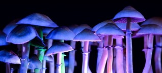 Psychedelische Medizin: Warum Investoren wie Angermayer auf Magic Mushrooms setzen | t3n - digital pioneers
