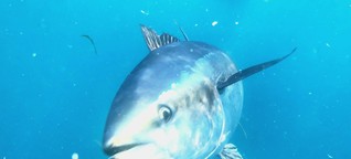 Wie retten wir die Thunfische?