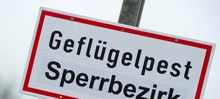 Geflügelpest in Deutschland - wichtige Fragen und Antworten zur Vogelgrippe