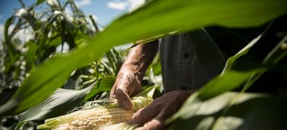 Warum Mais eine biologische Alternative für Holzkohle ist