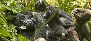 Neue Tour: Ihr Gorilla-Traum wird wahr in Uganda! | Elefant-Tours