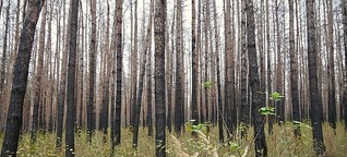Der Wald nach dem Brand – Bepflanzen oder nicht?
