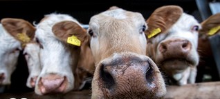 Das Fleisch-Paradox: Warum wir Tiere töten, obwohl wir es nicht wollen