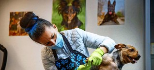 Hundesalon in Fellbach: Der Fellschnitt ist längst überfällig
