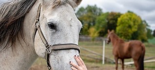Kinder und Pferde: Gut für die Gesundheit!