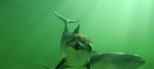 Schweinswal: Schutzgebiete in Nord- und Ostsee bieten zu wenig Walschutz!