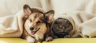 Katzen genervt, Hunde fröhlich?: Wie sich der Lockdown auf unsere Haustiere auswirkt