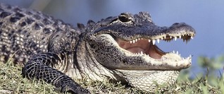 Alligator-Alarm beim Hertha-Training in Florida