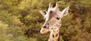 Giraffes under fire: The Cowboy of Samburu
