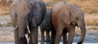 Botswana: Ursache des Elefantensterbens wohl gefunden
