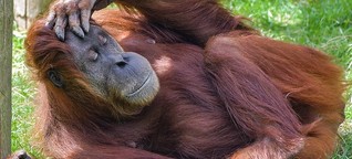 Ein "Tinder" für Zootiere rettet gefährdete Arten vor dem Aussterben