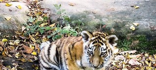 Wie die SCHUFA die DSGVO zum zahnlosen Tiger macht