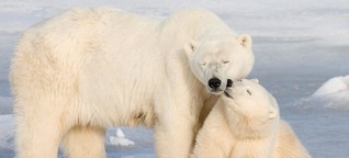 Welteisbärentag: Churchill ist die "Hauptstadt der Eisbären"