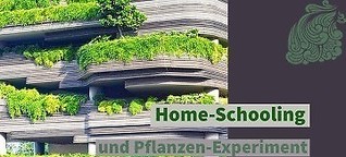 Home-Schooling und Pflanzen-Experiment mit den Kindern