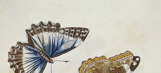 Butterfly_and_Caterpillar_-_Metamorphosis_insectorum_surinamensium_(1705)__74_-_BL.jpg