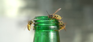 Wespen und Bienen: Ohne Stiche durch den Sommer