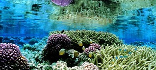 logo!: Spannende Fakten über Korallen