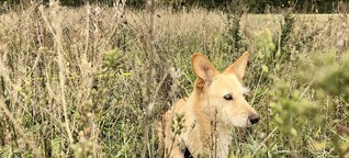 Haustiere in der Pandemie: Ein Corona-Hund, na und?