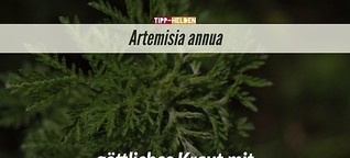 Artemisia annua - göttliches Kraut mit verblüffender Wirkung