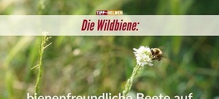 Die Wildbiene: Bienenfreundliche Beete auf Balkon und im Garten