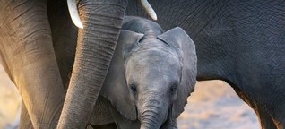 "Elephants" auf Disney+: "Wir haben nach Elefanten-Zeit gelebt" | Interview mit Regisseur Mark Linfield