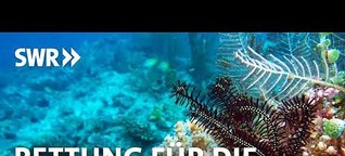 Rettung für die Korallenriffe? | SWR2 Wissen Audiopodcast