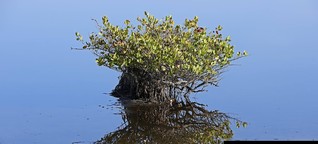 Mangroven in den Everglades expandieren nach Norden