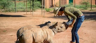 Kampf gegen Wilderei: Kann der Handel mit Nashorn Tiere schützen?