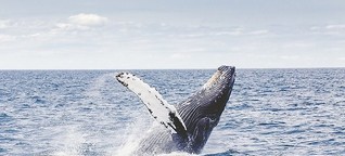 Gärtner der Meere: Wale sind gigantische Klimaschützer | BR.de radioMikro