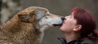 Managing wolves in Germany: A toothy job for tough ladies | DW | 27.10.2017