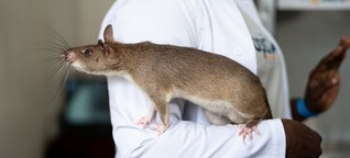 Medizin: Ratten im Einsatz gegen Tuberkulose