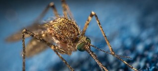 Krankheiten bekämpfen: Genveränderte Mücken sollen helfen - Neue Studie sorgt für Kontroverse
