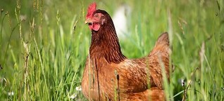 logo!: Vier verschiedene Arten von Hühnerhaltung