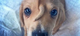 Einhorn-Hund verzaubert das Netz: Schwanz wächst aus Stirn