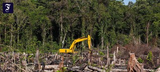 Rekord-Kahlschlag im Regenwald: Mit fünf Alltagstricks gegen die Abholzung