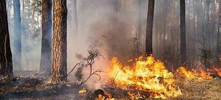 Erster großer Waldbrand des Jahres war schnell unter Kontrolle