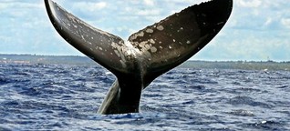 Whalewatching in Europa: Hier kannst Du Wale aus nächster Nähe sehen